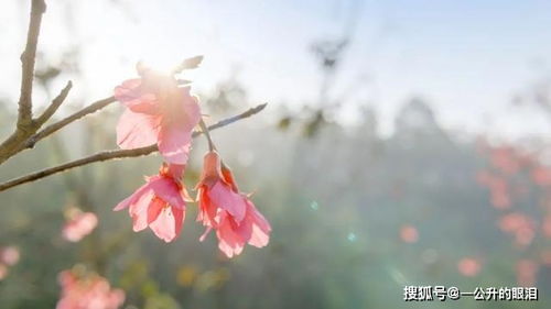 一春不识西湖面。翠羞红倦。原文_翻译及赏析