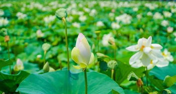 清水出芙蓉,天然去雕饰全诗是李白的哪首诗?