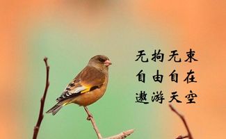 无拘无束的近义词是什么词语，自由自在的近义词
