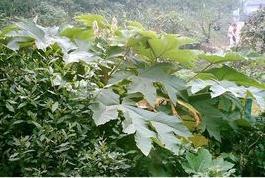 通花根植物图片，通花根的作用与图片