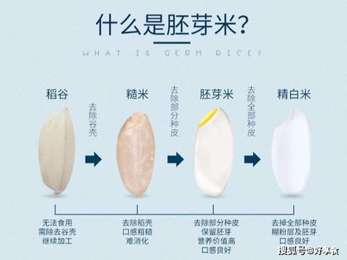 胚怎么读