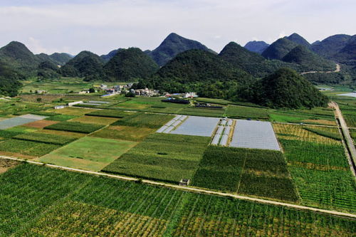 坝子怎么读，坝子造句