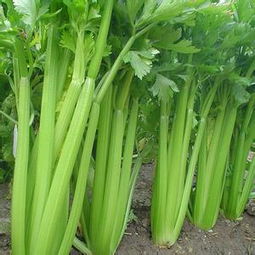芹菜用英语怎么写