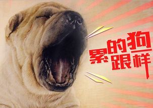 广东话(累成狗)怎么说?