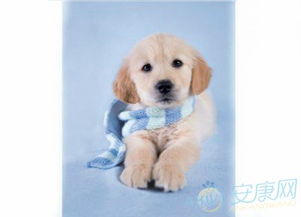小狗英文作文，小狗英文puppy