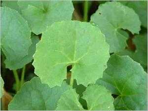 centella翻译，centella cica soothing gel