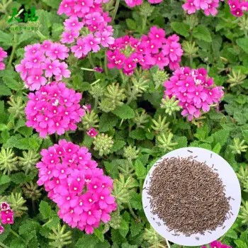 花种子哪里买，花种类