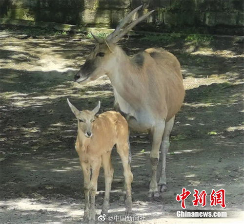 春天有什么动物苏醒了，春天会出现哪些小动物