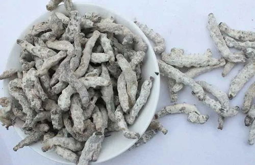 僵蚕的作用与功效 僵蚕是什么东西