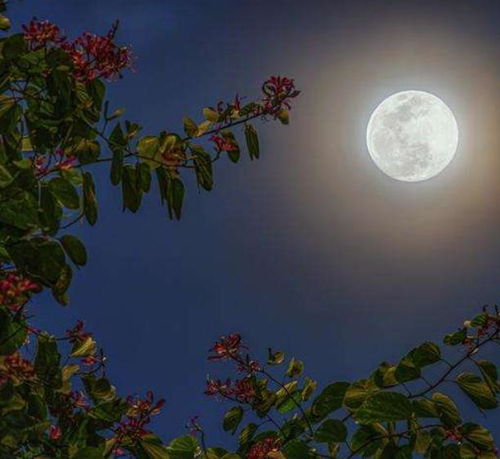 明月别枝惊鹊清风半夜鸣蝉的意思是什么?