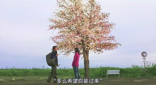 请问花水木是什么植物啊???