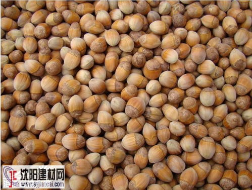 榛怎么读什么意思