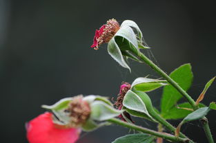 残花败柳是什么意思?残花败柳成语造句和典故