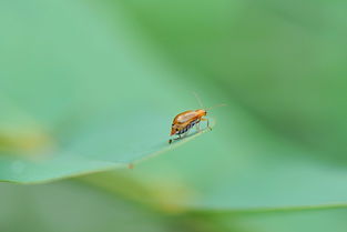 虫不知歌曲，虫不知为啥看不了