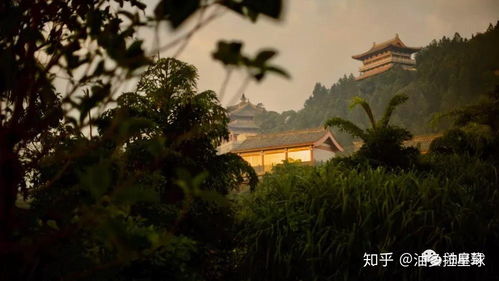 南山隐豹是什么动物