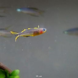 aquatic翻译，aquatic mint
