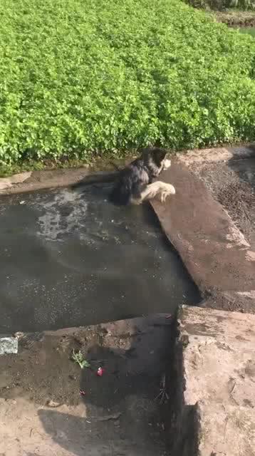 粪坑和化粪池的区别
