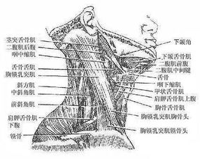 什么头什么颈什么眠什么睡，什么头什么节四字词语