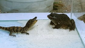 lizard是什么意思，lizard是什么牌子