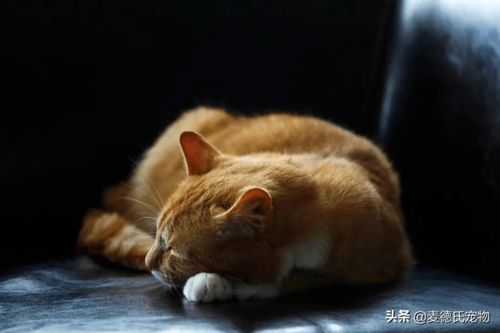 一个老一个毛怎么读，一个老一个毛是什么意思