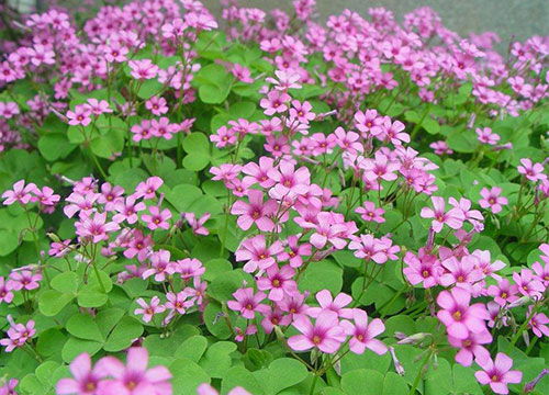 花种怎么播种 花种子怎么种