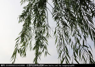柳条细长细长的像什么，柳条怎么画