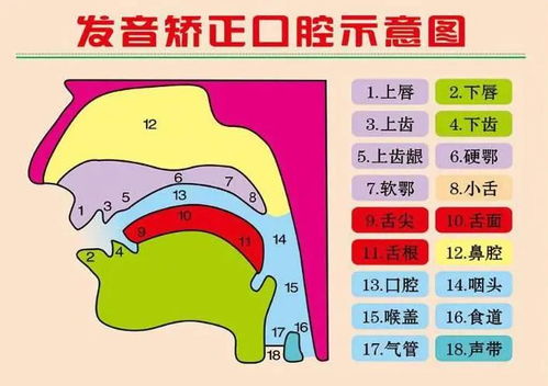 鳌的读音和意思，赘的拼音怎么念