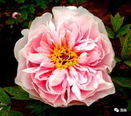 玉芙蓉是什么意思，玉芙蓉喜雨