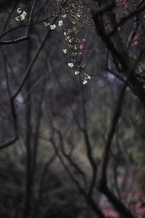 江南几度梅花发,人在天涯鬓已斑。这句诗的意思