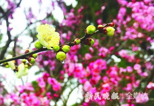 江南几度梅花发拼音，江南几度梅花发人在天涯