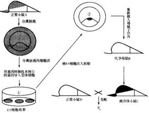 嵌合体怎么做亲子鉴定，嵌合体人