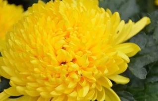 菊花在什么季节开放