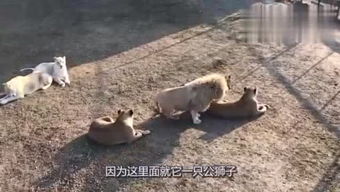 随遇而安的动物生肖，随遇而安的动物图片