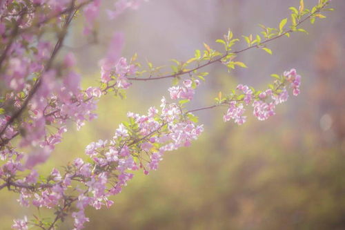 花开花落两由之全诗