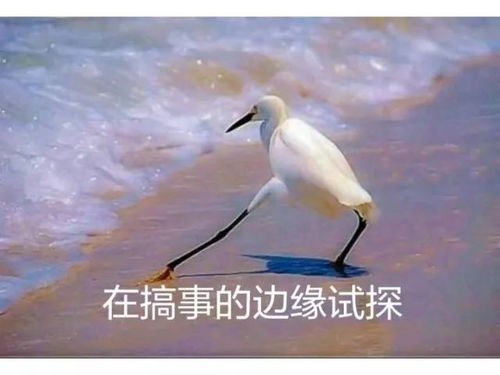 人心经不起试探是什么意思，在边缘疯狂试探是什么意思