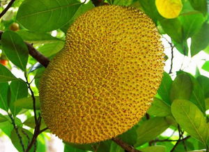 jackfruit怎么读
