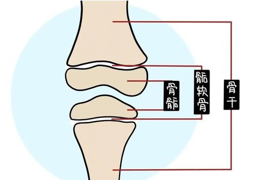 骺是什么意思