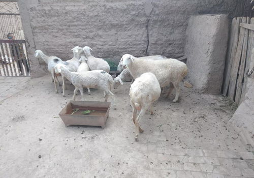 肉袒牵羊道理，宋徽宗肉袒牵羊