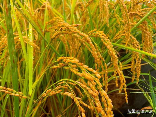 黍稷怎么读