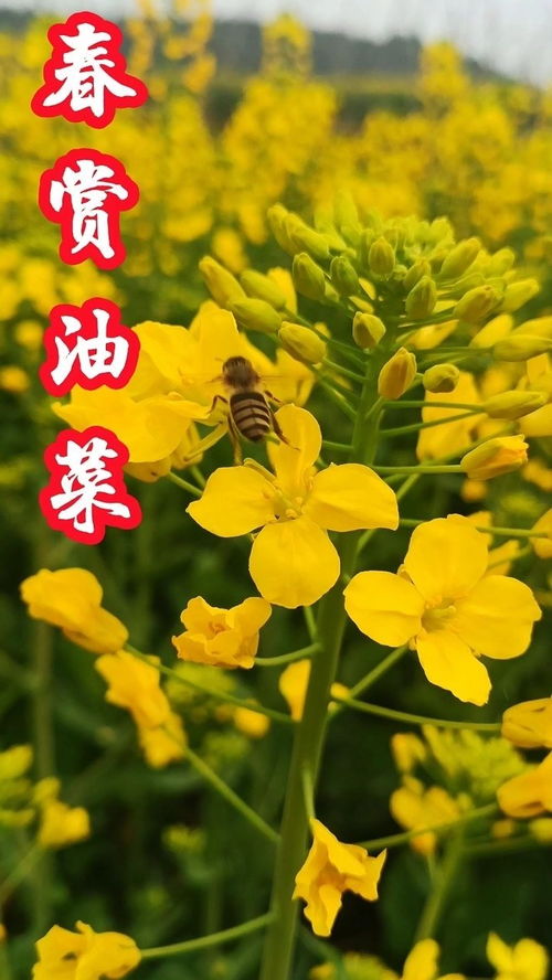 马常胜 油菜花开的季节，油菜花开的季节怎么发朋友圈