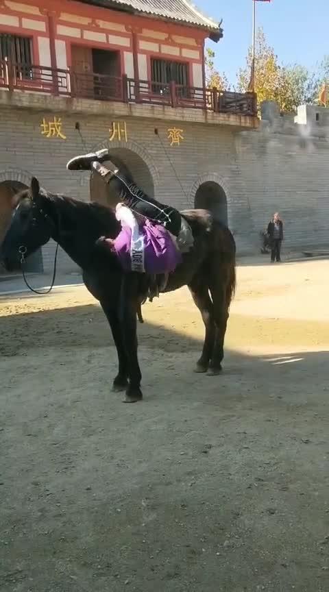 马又鸟，马又读什么字