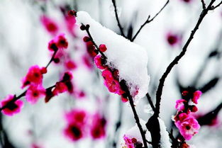 踏雪寻梅诗词 踏雪寻梅诗词原文欣赏