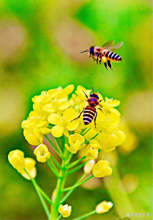 芸芸众生的意思，蓄的意思