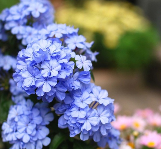 花朵的解释花朵的解释是什么