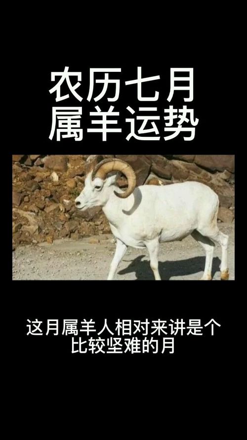 属羊的人2013年运程详批?