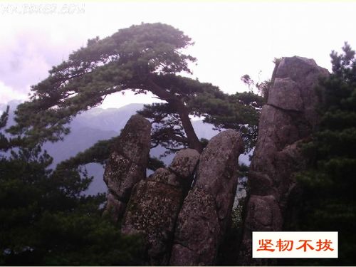 苍松怪石图题诗拼音版朗诵，苍松怪石图题诗的朗读视频