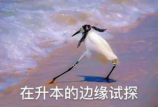 什么叫做试探