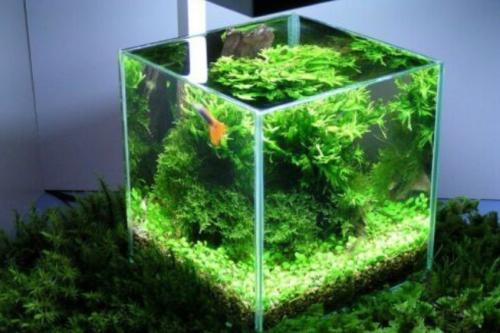 鱼缸里的水怎样算多少升，鱼缸里的水怎么计算多少升