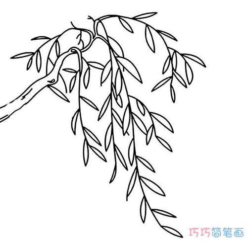 柳枝简笔画彩色，柳枝简笔画图片带色