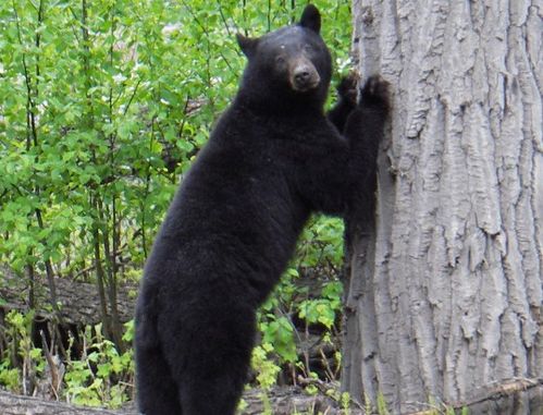 bear什么意思